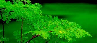 Plantas De Moringa