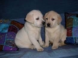 Labrador Cachorro Arena