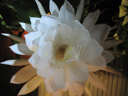 Cactus De Flor Blanca Epiphyllum