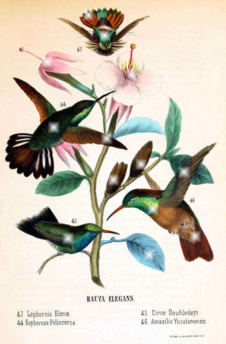 Lienzo Tela Canvas Aves De México Colibries 1 1875 80 X 50