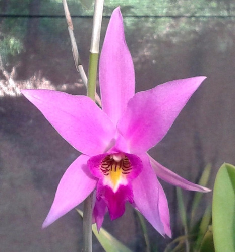Laelia Anceps Adulta