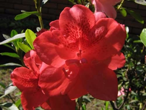 100 Sementes De Azaleia Vermelha | Parcelamento sem juros