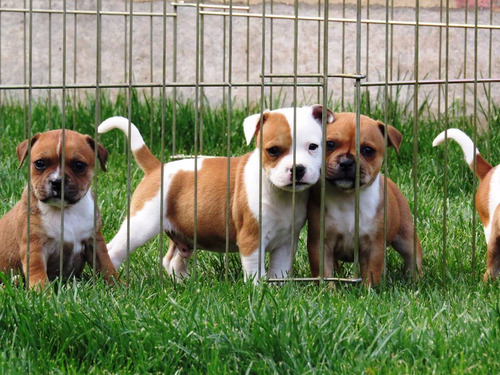 Cachorros Staffordshire Bull Terrier.