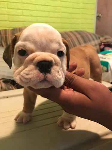 Imagen 3 de 5 de Bulldog Ingles