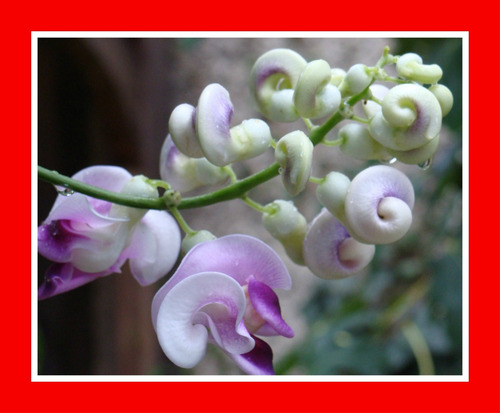 Sementes Trepadeira Caracol Perfumada Flor - Vigna Caracalla