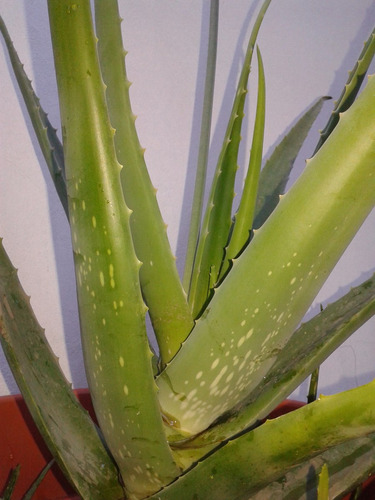 Hoja Entera De Aloe Vera Medicinal Anti Inflamatorio Natural