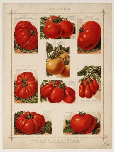 Tomates - Ilustración - Fruta Botánica - Lámina 45x30 Cm.