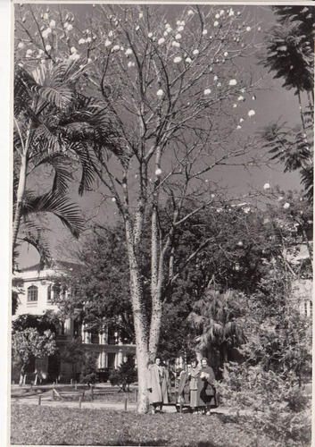 1953 Brasil Fotografia 12,5 X 18 Plaza Principal Paranagua