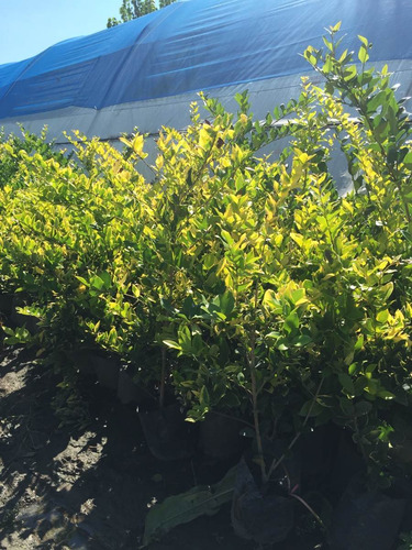Pack X100 Un Planta Cerco Vivo Oleo Texano Excelentes Plantas Vivero Mayorista Zona Oeste Cerco Perimetral