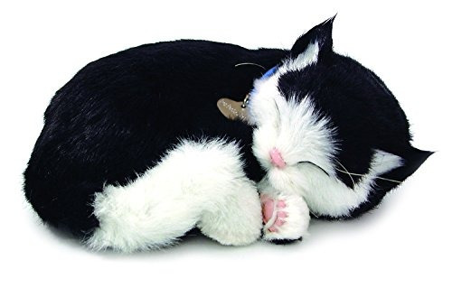 Perfect Petzzz Black And White Shorthair Kitten !