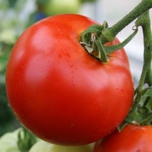 20 Sementes De Tomate Abe Lincoln  Heirloom De U.s.a.