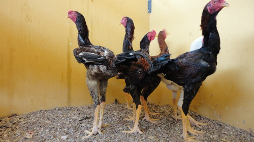Indio Gigante ( 8 Ovos Galados)