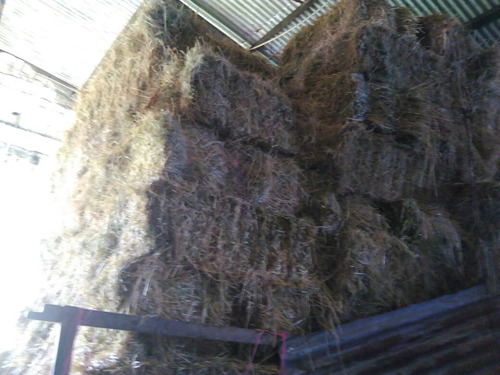 Imagen 4 de 5 de Fardos Alfalfa Mesclas Cuadrados