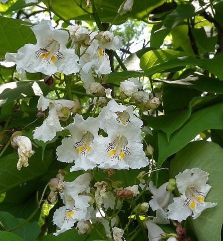 201 + Yapa Semillas De Catalpa Bignoides