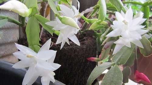 100 Sementes De Flor De Seda Branco | Parcelamento sem juros