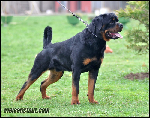 Filhotes De Rottweiler - Linhagem De Campeões (fêmeas)