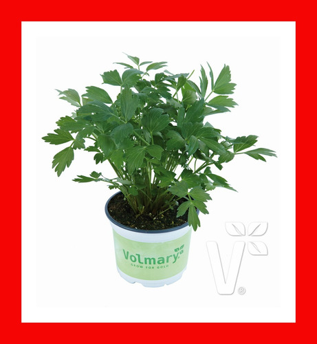 20 Sementes De Levistico Erva Aromática Levisticum Lovage