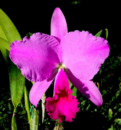 Cattleya Trianae Rubra Dama De Vermelho - Corte Adulto