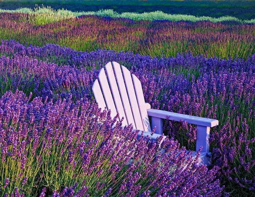 30 Sementes Importadas De Alfazema Lavanda Francesa Flor