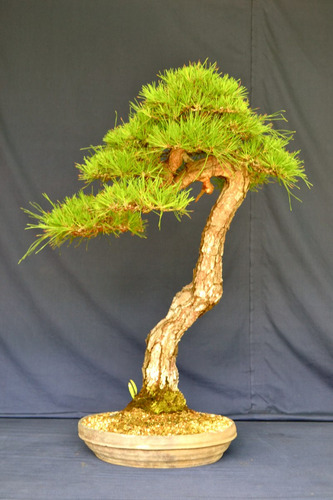Pinheiro Vermelho Japones - Sementes Para Mudas Ou Bonsai