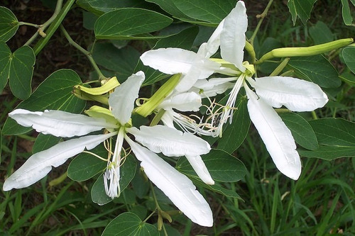 Sementes Pata De Vaca Bauhinia Forficata | Mercado Livre