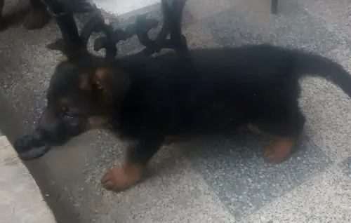Ovejero Aleman Cachorros Excelentes (Usado)