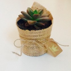 Recuerdos Suculentas Plantas Cactus Matrimonio Baby Shower