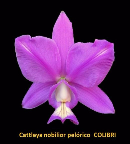 Cattleya Nobilior Labeloide Colibri - Meristema De Nativa
