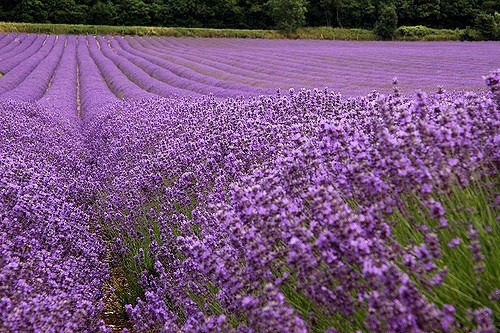 Lavanda 50 Semillas Aromatica Requiere De Sol  Sdqro2