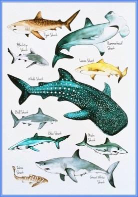 Tipos De Tiburones - Animales Oceano -poster Lámina 45x30 Cm