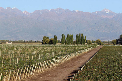 Finca Super Premium En Valle De Uco, La Consulta. Mendoza
