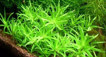 Paquete De Plantas Acuaticas