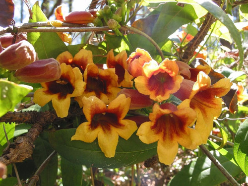 Bignonia Capreolata - Trepadora De Hermosa Floración
