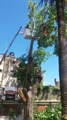 Imagen 2 de 10 de Talas Y Podas - Árboles Limpiezas De Terrenos 095487799