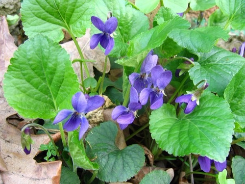Violeta Perfumada Viola Odorata -- Sementes Flor Para Mudas | Parcelamento  sem juros
