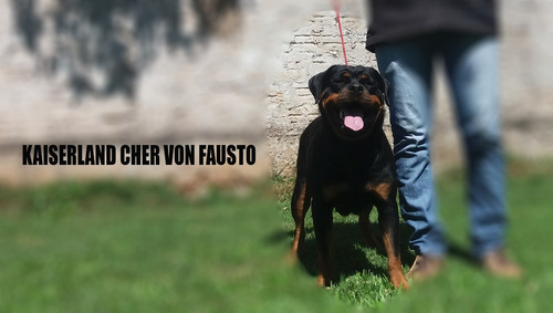 Filhotes De Rottweiler - Linhagem De Campeões (machos)