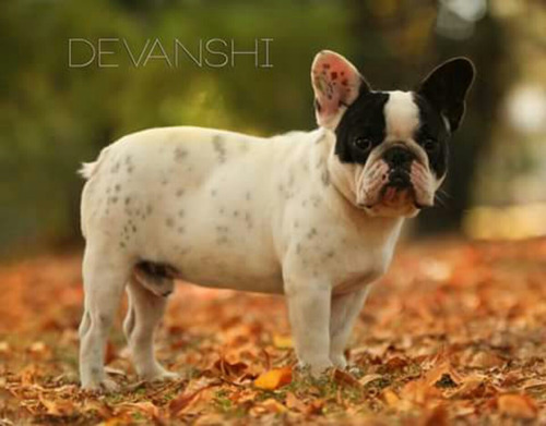 Servicio De Stud Macho Bulldog Francés Pied Vaquita Fca