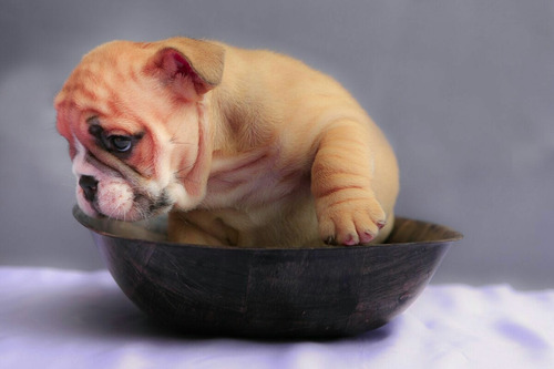 Imagen 4 de 5 de Cachorros Bulldog Hijos De Campeon