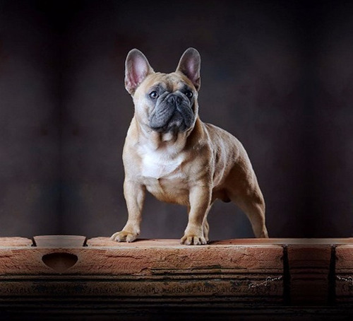 Bulldog Francês Filhotes Disponíveis Machos E Fêmeas