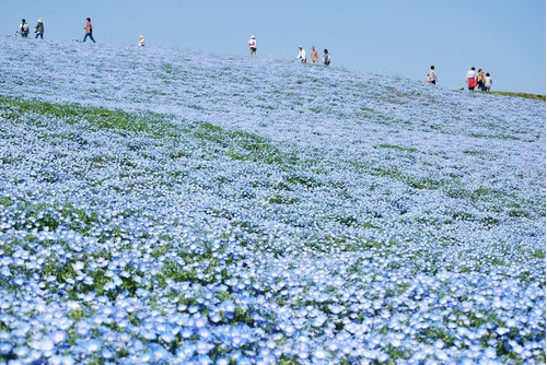 Nemophila Menziesii Baby Blue Eyes Flor Sementes Para Mudas