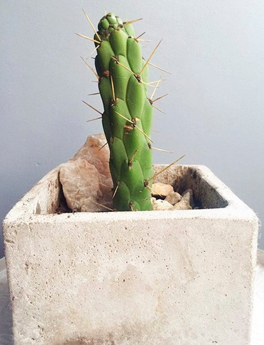 Cactus Y Maceta (opuntia Cilíndrica)
