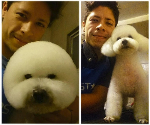 Imagen 9 de 9 de Peluquería A Domicilio Canina Y Felina Caba Gba Znorte Leer