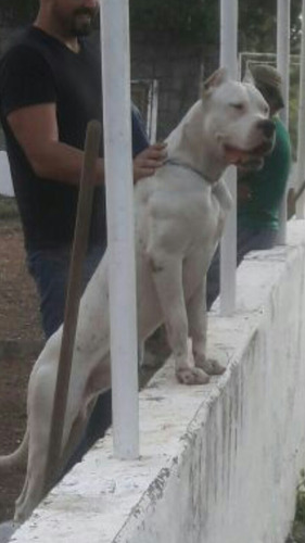 Dogo Argentino