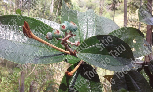 Canela De Velho Compre 300 Gr E Leve 350- Sítio Toca Do Tatu