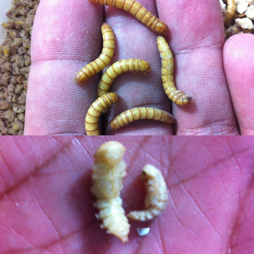 Imagem 1 de 6 de Tenebrio Molitor  300 Larvas Frete Barato