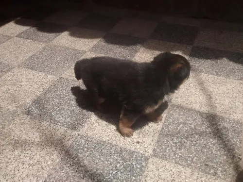 Ovejero Aleman Cachorros Excelentes (Usado)