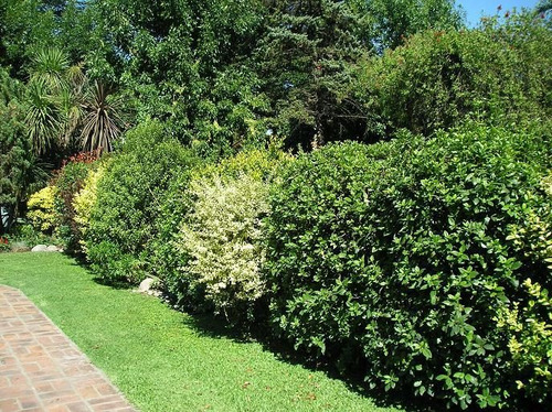 Pack X100 Un Planta Cerco Vivo Oleo Texano Excelentes Plantas Vivero Mayorista Zona Oeste Cerco Perimetral
