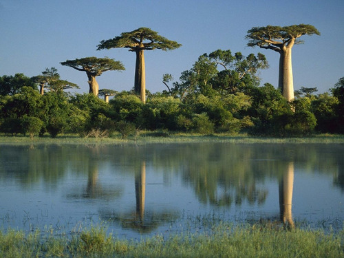 Baoba Adansonia Digitata Sementes Frescas Colhidas No Brasil