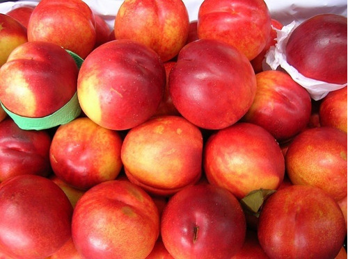 Durazno ( Arbol ) Var. Nectarina Roja  , Injerto 1m