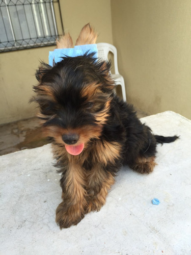 Filhotes De Yorkshire, Com Pedigree!